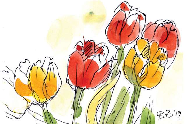 tulpenaquarell